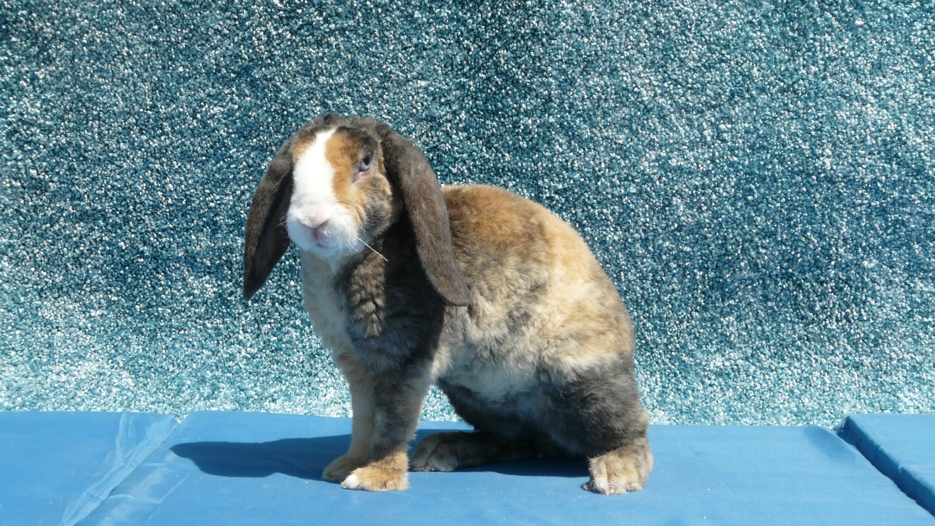 Creamy Straciatella Fly Luck