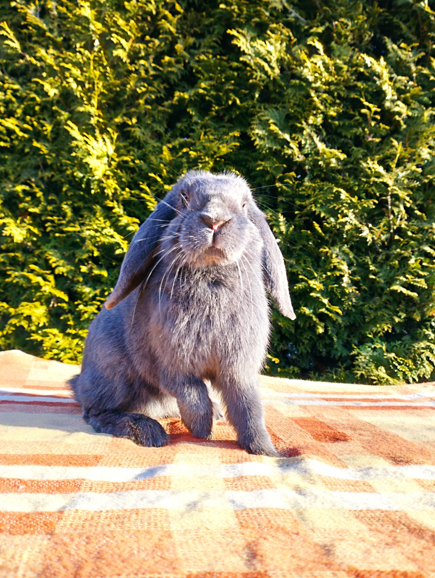 Ch Alien Colonial Marines GS 