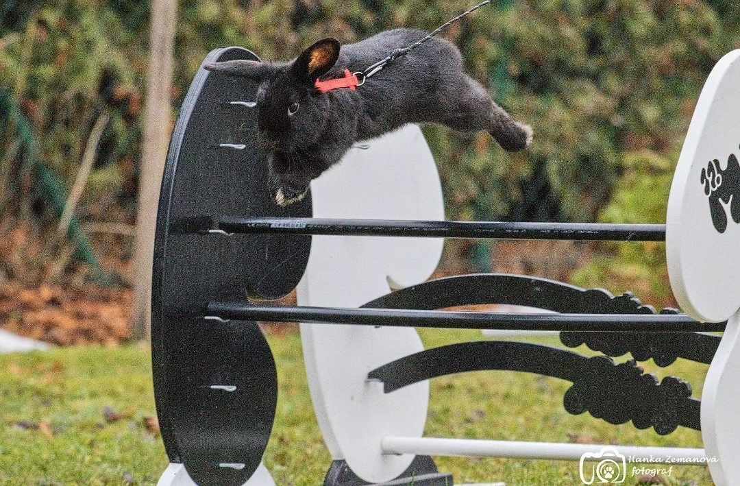 Black Sabbath Gracious Support